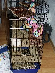 Broschas K�figeinrichtung f�r Herbst 2008