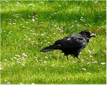 Herr Rabe beim Spaziergang ...