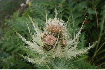 Distel im Morgentau