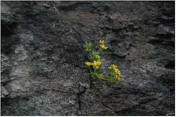 Blume im Felsen