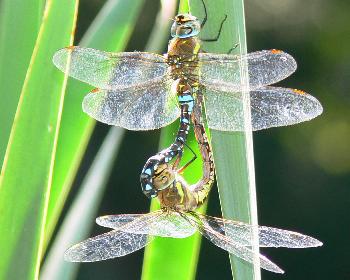 wiesodenn: Herbst- Mosaikjungfer