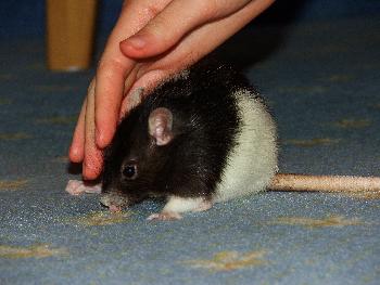 Broscha beh�tet von owlet's Hand