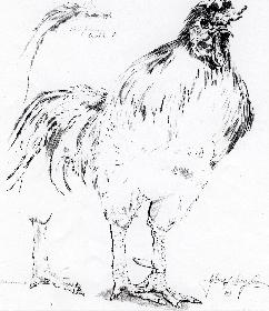 Das Huhn, das Huhn und nicht der Hahn