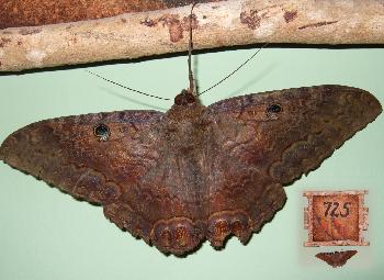 Schmetterling XXL