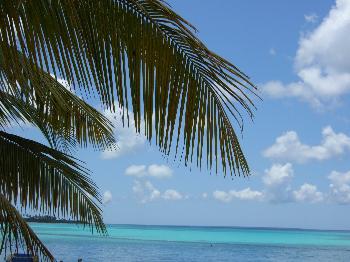 unter Palmen am Meer