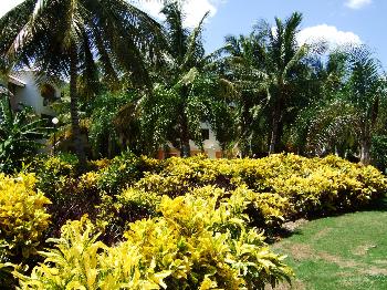 im Garten