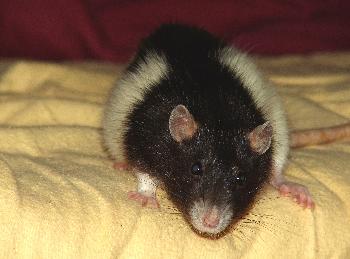 Broscha auf dem Bett 2
