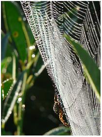In Lauerstellung ...