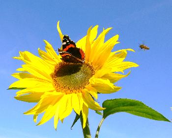wiesodenn: sunflowers 1