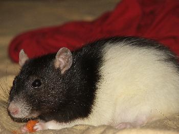 Broscha auf dem Bett 3