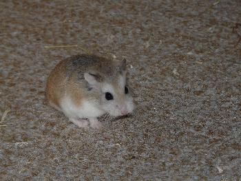 *Was guckst Du?*
