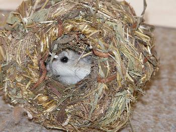 Versteckt ...