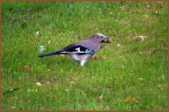 Ein Eichelh�her auf Haselnussjagd ...