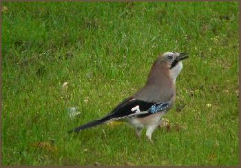 Schwups und weg ist die Nuss ...