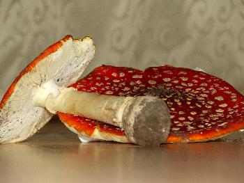 Stillleben mit Pilzen