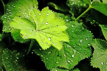 jeder Regentropfen tr�gt auch die M�glichkeit eines Regenbogens in sich