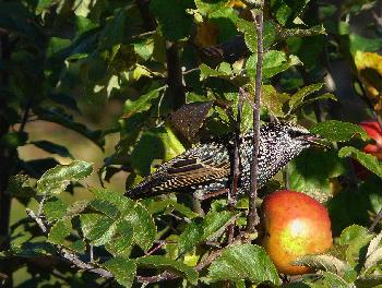 �berrascht beim Apfelessen ...