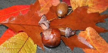 Battle-Art-Fotografie - Vertrauter Herbst #1