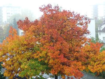 Battle-Art-Fotografie - Vertrauter Herbst #3