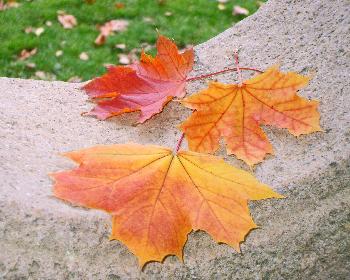 Battle-Art-Fotografie - Vertrauter Herbst #4