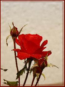 Blazing Red | 4.11.08