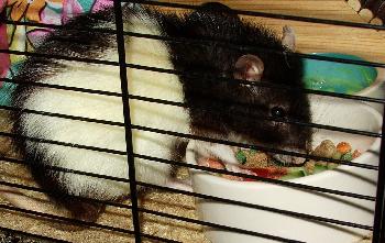 S�sse Maus am 26.10