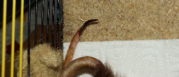 Broscha Schwanznekrose