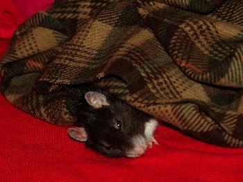 So lag Broscha �fter unter dem Schal. Unter ihm starb sie auch.