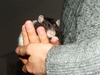 Broscha in meiner Hand am 25.11.08