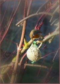 *Meisen*kn�del f�rs *Rotkehlchen* ?