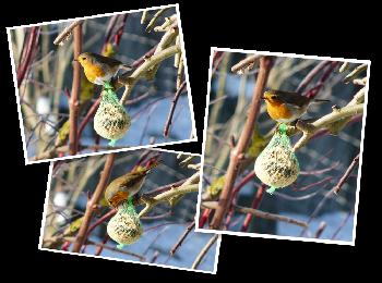 Mein kleiner Freund ...