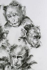 Junger Indischer Hutaffe