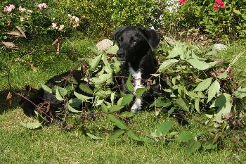 firstofnine: Ich lieeeebe Gartenarbeit!