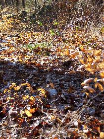 Broschas letzte Ruhest�tte im Wald