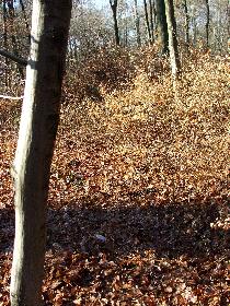 Broschas Ruhest�tte bei ihrem Baum