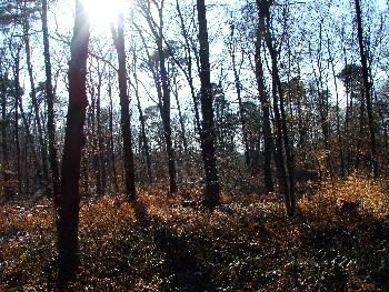 Der Wald in dem Broscha begraben ist