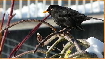 Beobachtung vor dem Anflug ins Vogelh�uschen ...