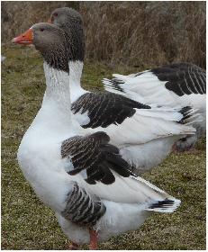 Aufmerksam ...