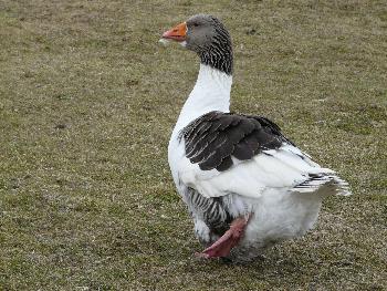 Watscheln ...