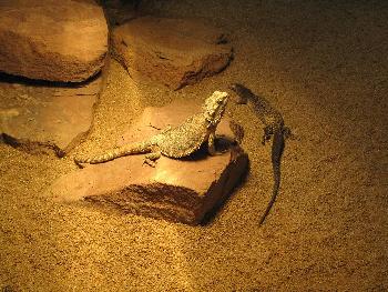 Echsen im k�nstlichen Sonnenlicht