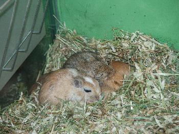 Kleine Rennmuse beim Mittagsschlaf