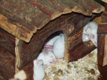 Gestapelt schlft sichs besser