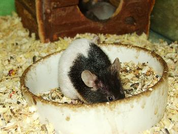 Zu klein fr die Schale