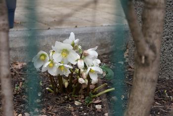 ... und doch entdeckt - Christrose