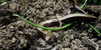 Besuch im Garten ...