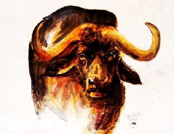 Afrikanischer B�ffel