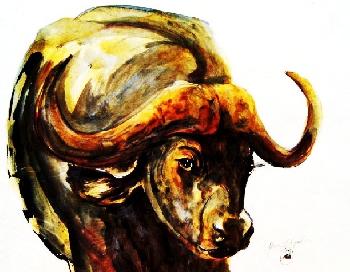 Afrikanischer B�ffel  02