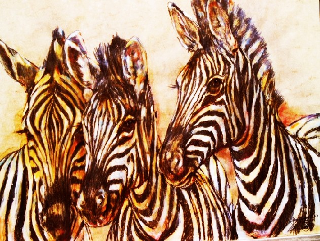 African Wild Life Zebras