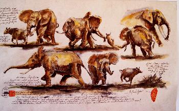 African Wild Life Waldelefanten verjagen Rotb�ffel