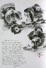 Kaiserschnurrbart-Tamerine